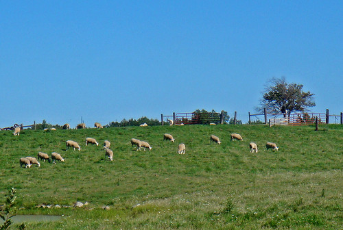 field barn rural sheep michigan farm country farming pasture ag agriculture lapeercounty drydentownship