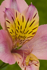 Inca lily