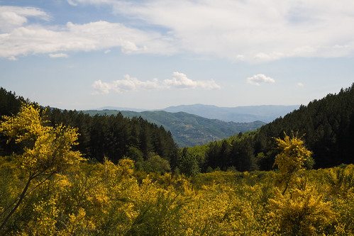 trees panorama rose landscape fir broom ginestra firtrees fieldsofgold abeti rosecalabria