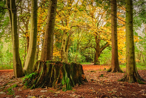 park autumn trees ireland light tree nature leaves forest landscape nikon belfast bark shade stump northernireland belvoir photomatix belvoirforest d80 nikond80 18135mmf3556g