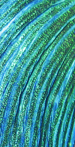 blue pets fish macro green nature animal shimmery tail scales shimmer fishtail fishscales greenblue petphotography bettafish withinthelens withinthelensphotography bettafishtail