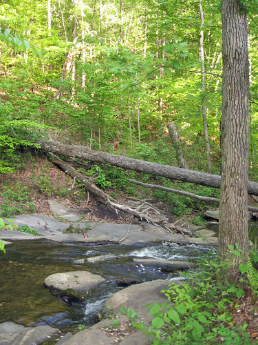 trees nature creek georgia rocks