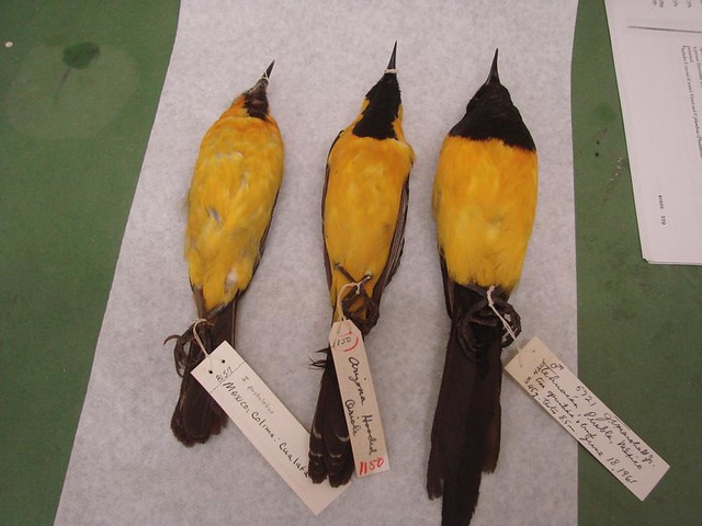 orioles West Mexican Birds, museum skins 093