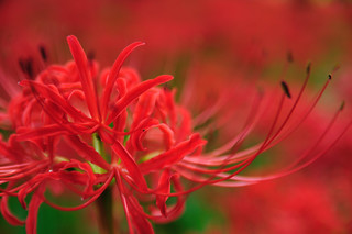 Spider lily_15
