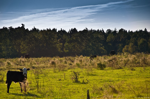 field cows pasture d80