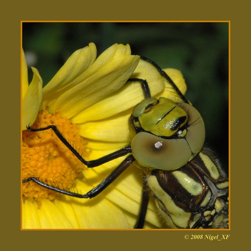 nature garden nikon dragonfly natur d70s nikond70s nigel libelle garten ilovemypics nigelxf