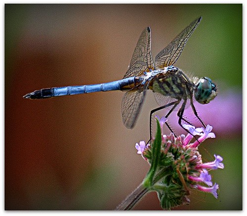 dragonfly picnik verbena naturesfinest bluedasher mywinners