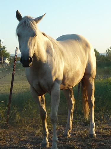 sunset horses quarterhorse palomino