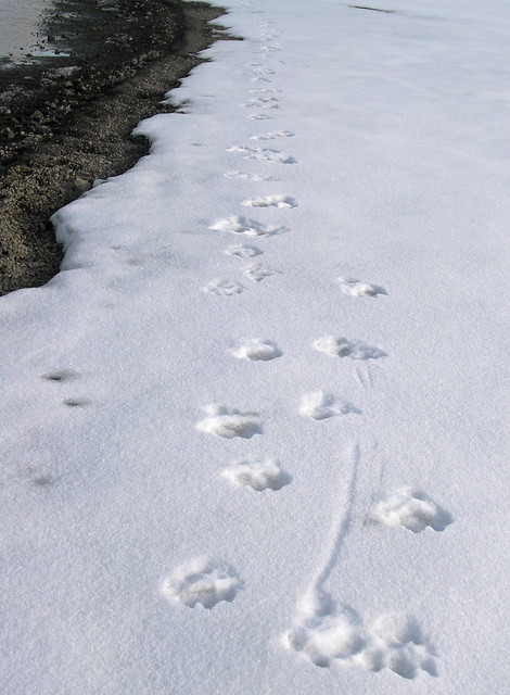 Fresh Wolverine Tracks | Flickr - Photo Sharing!