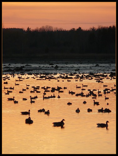 sunset lake ontario canada birds lago geese tramonto goose uccelli waterloo