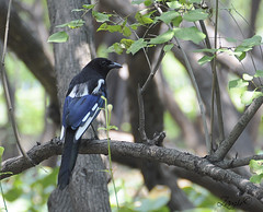 Black-billed Magpie (Pica hudsonia)