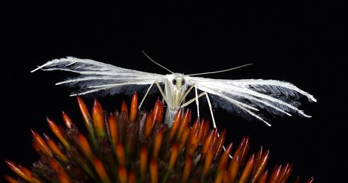macro moth nederland mot hulst bej whiteplumemoth pterophoruspentadactyla pentaxk10d nachtvlinders goldstaraward ubej lucienreyns vedermot lreyns