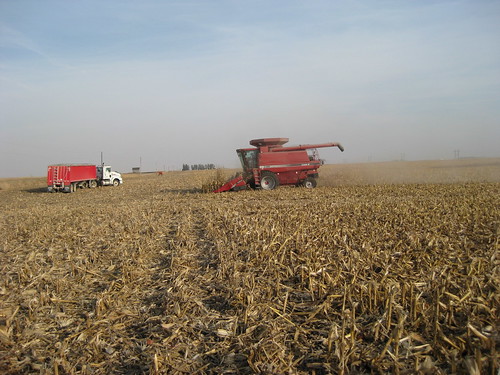 fall truck corn grain harvest combine