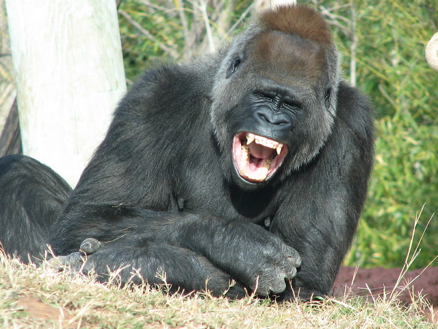 Laughing Gorilla