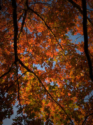 autumn tree fall austin texas tx