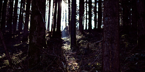 france norway forest norge woods norwegen norvege noorwegen noreg alouettes asgardr