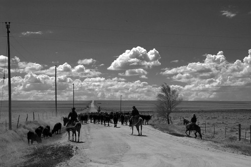 road trees horses blackandwhite bw cowboys clouds rural colorado cattle cows d70 telephone fences brush dirt co poles agriculture dust barbwire crowley otero cattledrive huerfano