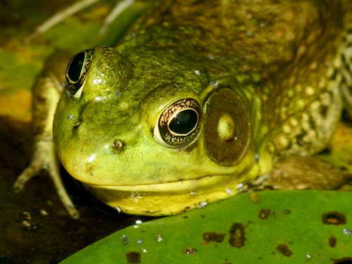 frogs canon350d amphibians somersetcounty northernnewjersey leonardjbuckgarden naivivitarseries1version170210mmf35macrozoomlens