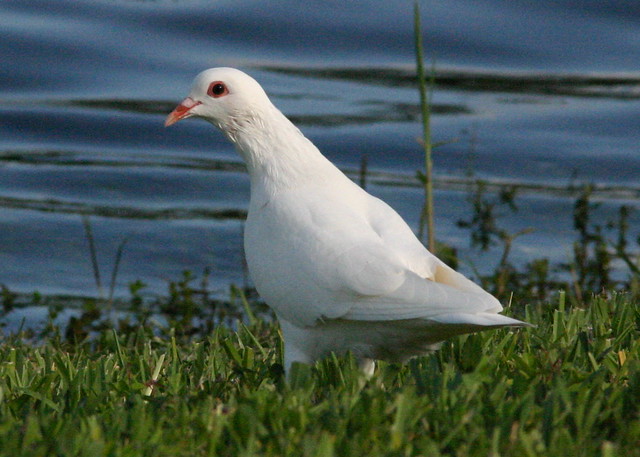 White Rock Pigeon 20081017