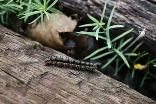 CaterpillaronTie
