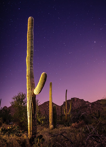 park arizona cactus sky night stars nationalpark national saguaro saguaronationalpark lightpollution strobist dcumminsusa dcummins 20080414canoneos20dimg9079edit