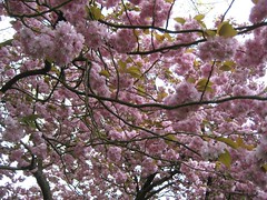 Flowering Tree   close up 