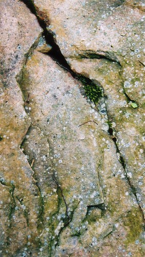 canada nature rock geotagged lichen gmt naturalface shastan geo:lat=44771841 geo:lon=76687045