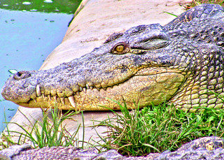 Davao 2008 - Crocodile Park