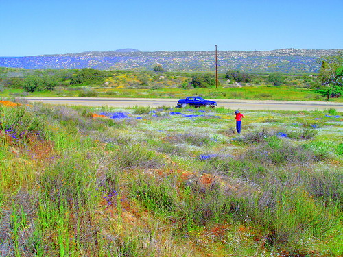 california county flowers blue wild sky orange white rocks riverside wildflower