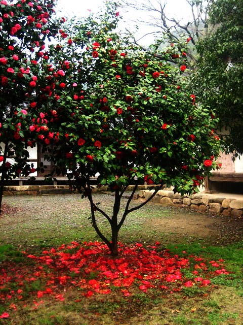 Red Camellia Tree - a photo on Flickriver