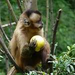 Monkey fruit