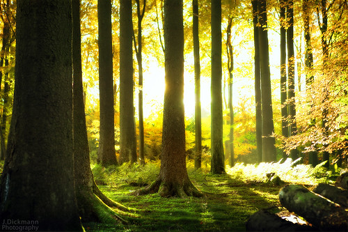 wood autumn trees light sun sunlight fall nature forest germany geotagged licht herbst natur explore canon5d holz sonne wald bäume sauerland 70mm sonnenlicht canon2470 bestwig nuttlar arnsbergerwald geo:lat=51377861 geo:lon=8403382