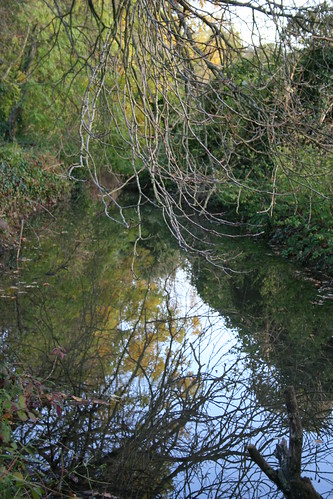 reflection tree stream branch