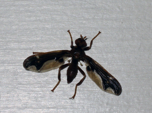 usa bug insect virginia roanoke va blueridgemountains appalacianmountains troutville wavedlightfly pyrgota pyrgotaundata pyrgotidfly beautifulmonsters