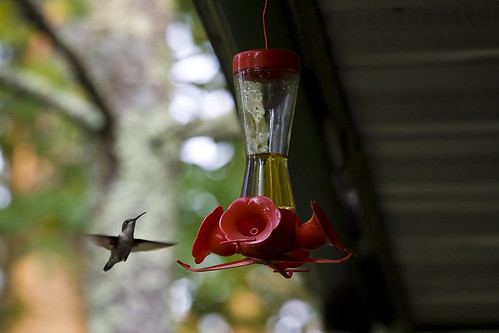 closeup wisconsin cabin hummingbird feeding bokeh feeder bigbearlake ventos