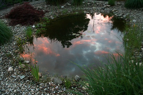 sunset red sky reflection grass pond invisiblefish invisiblefrog