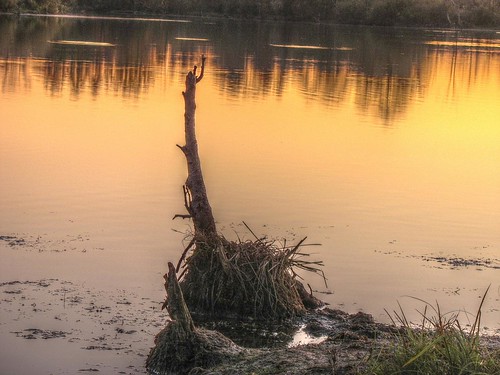 sunset tree t pond hdri