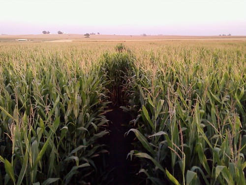 corn farm iowa bloomsbury maze