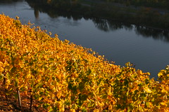 Autumn vineyard Mosel valley
