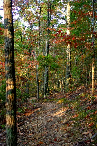 park autumn trees fall leaves canon walking morninglight woods october nashville tennessee canoneos10d 10d beamanpark joelton jessinfocus