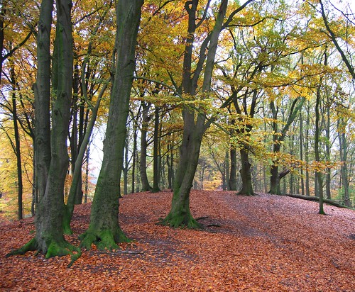autumn holland fall forest herbst herfst explore bos achterhoek gelderland paasberg supershot terborg abigfave goldstaraward