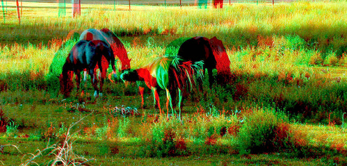 horse animal stereoscopic stereophoto 3d spring scenic anaglyph anaglyphs redcyan 3dimages 3dphoto 3dphotos 3dpictures stereopicture