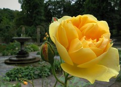 Rose im Rosengarten