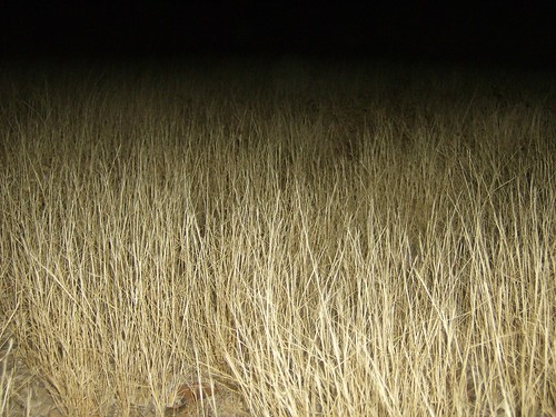 grass night weeds desert tucson marana