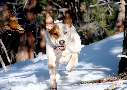 dog snow santafe fun hike sos purejoy weareblessed blueribbonwinner theunforgettablepictures