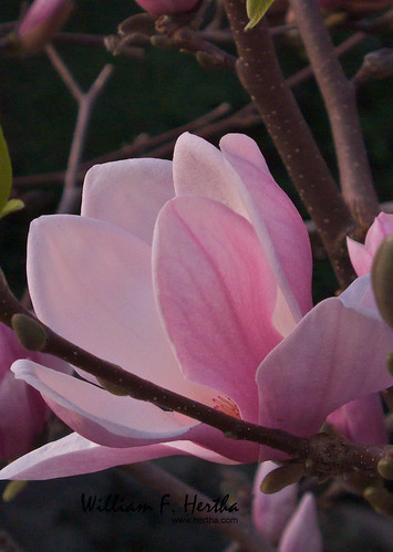 ontario canada sunrise backyard magnolia thornhill photoassignment