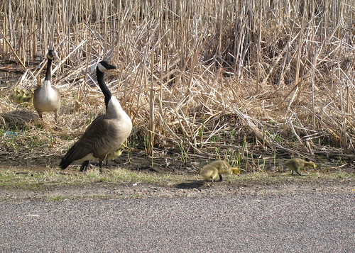 road baby cute bird minnesota animal geese spring goose parent gosling waterfowl 2008 canadagoose