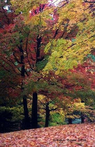 autumn leaves landscape fallcolors