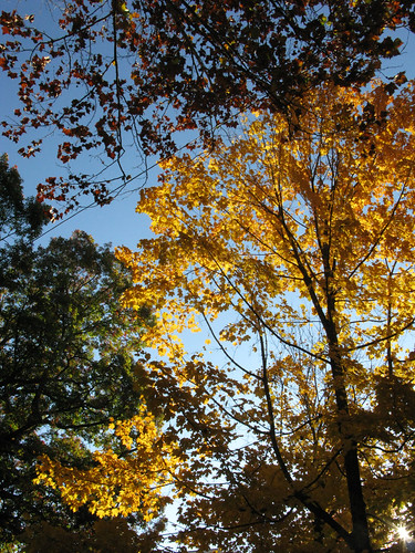 november autumnfoliage dogs sunrise woods redhill yellowleaves centralvirginia canong9