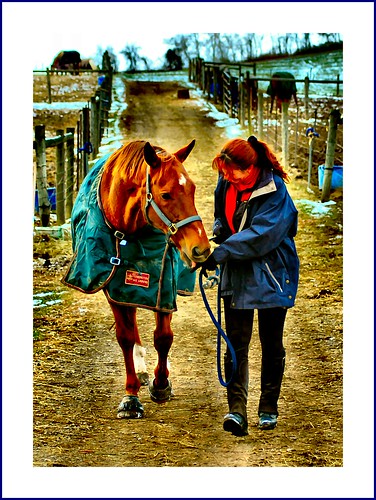 winter horses horse pennsylvania farm pa riding chestnut rider stable thoroughbred fallowfield washingtoncounty